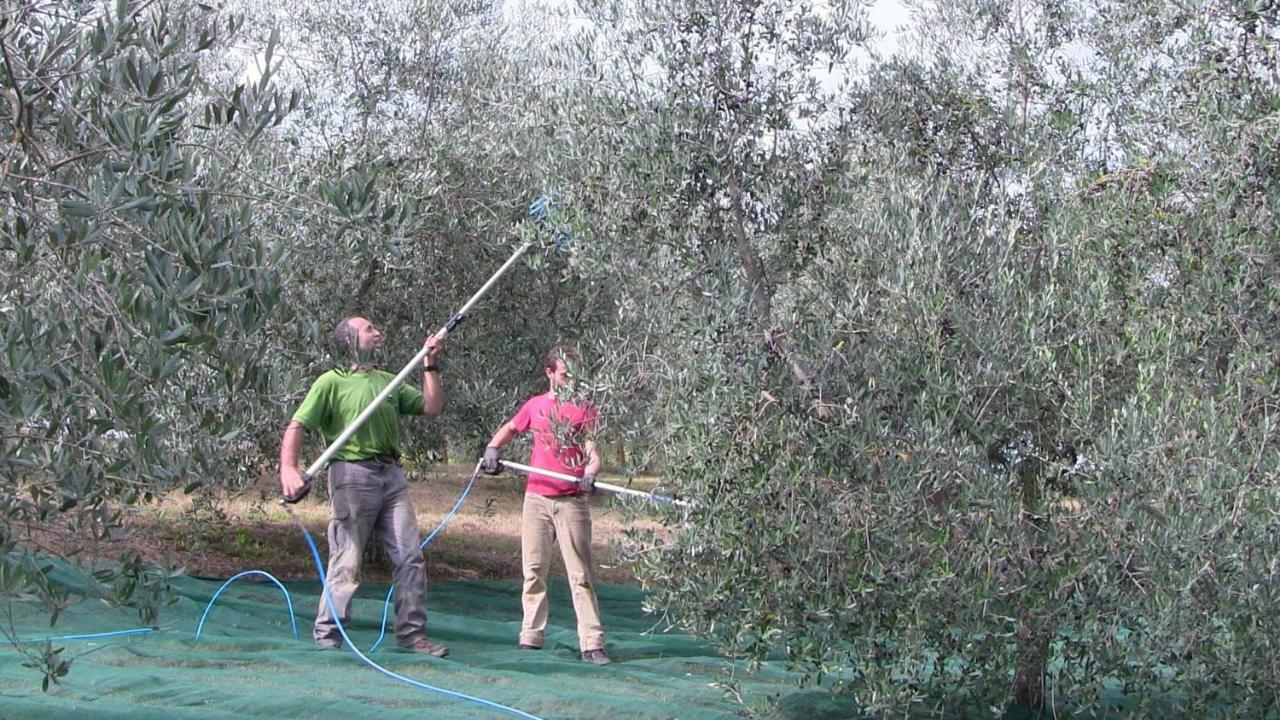 Ficulle Agriturismo Frallarenza מראה חיצוני תמונה