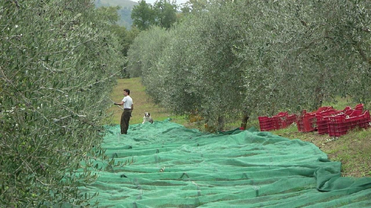 Ficulle Agriturismo Frallarenza מראה חיצוני תמונה
