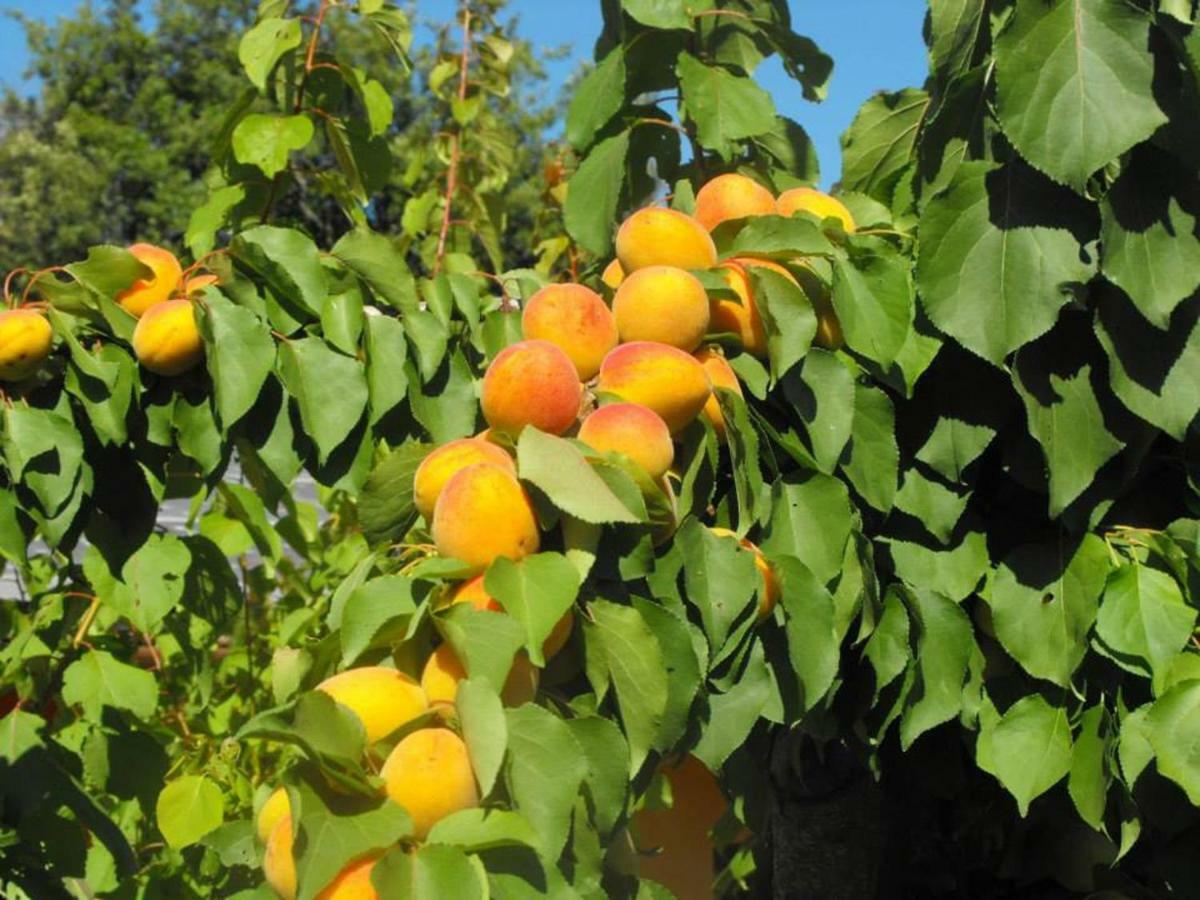 Ficulle Agriturismo Frallarenza מראה חיצוני תמונה